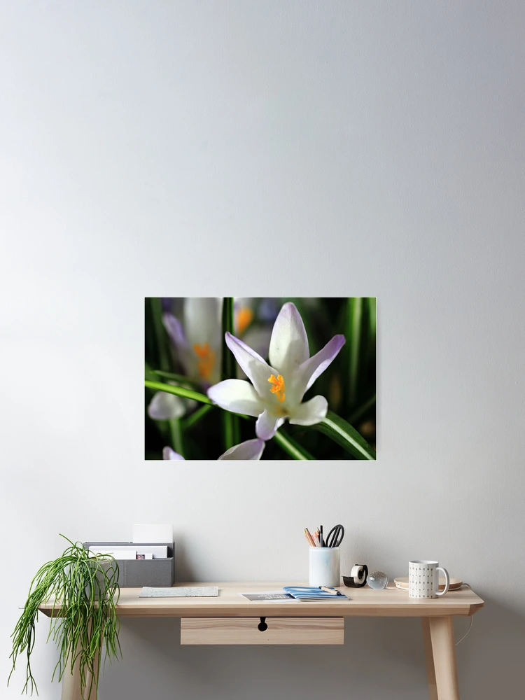 Thumbnail 2 of 3, Poster, Spring Crocus designed and sold by Debbie  Roberts.