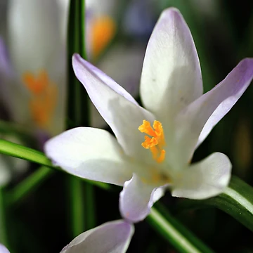 Artwork thumbnail, Spring Crocus by Debbie  Roberts