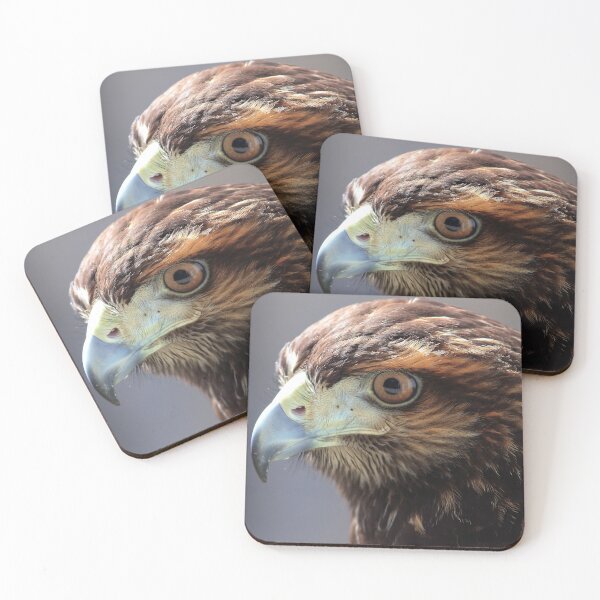 Item preview,  Harris's Hawk closeup; with penetrating gaze designed and sold by Rafael  Cerqueira.