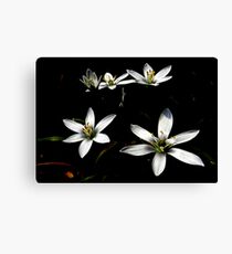 Star Of Bethlehem Leinwanddruck