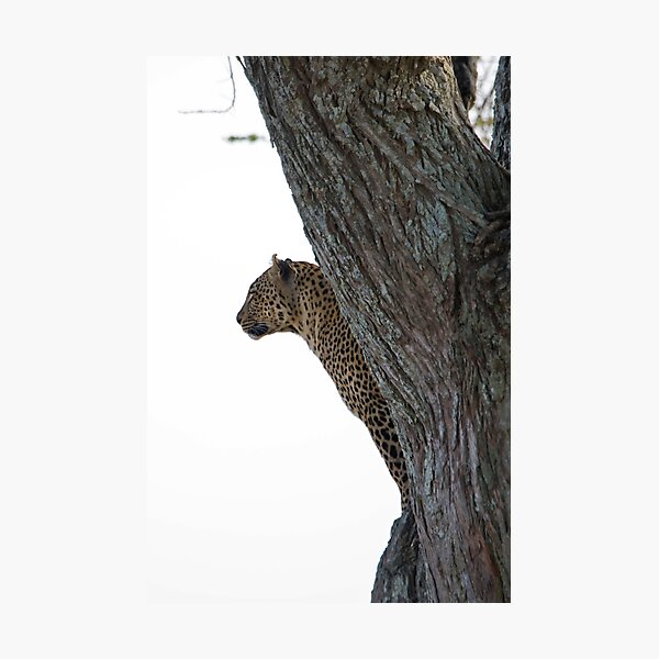 Leopard Watchtower Photographic Print