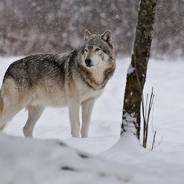 Artwork thumbnail, Timber Wolf by WolvesOnly