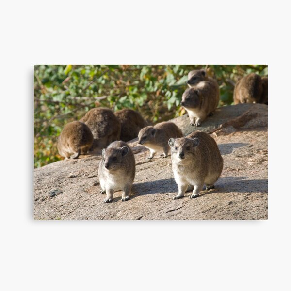 Rock Hyraxes Canvas Print