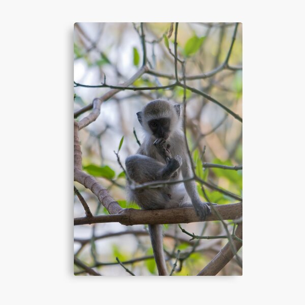 Vervet Monkey Metal Print