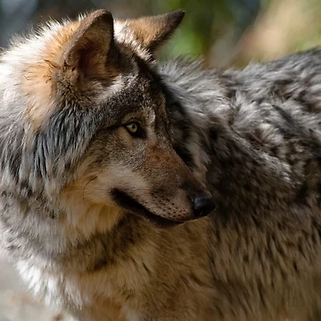 Vorschaubild zum Design Timber Wolf von WolvesOnly