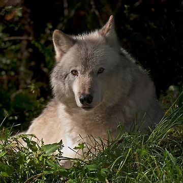 Vorschaubild zum Design Timber Wolf von WolvesOnly