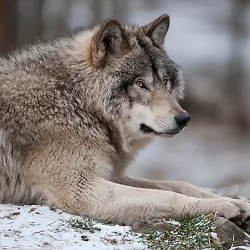 Artwork thumbnail, Timber Wolf by WolvesOnly