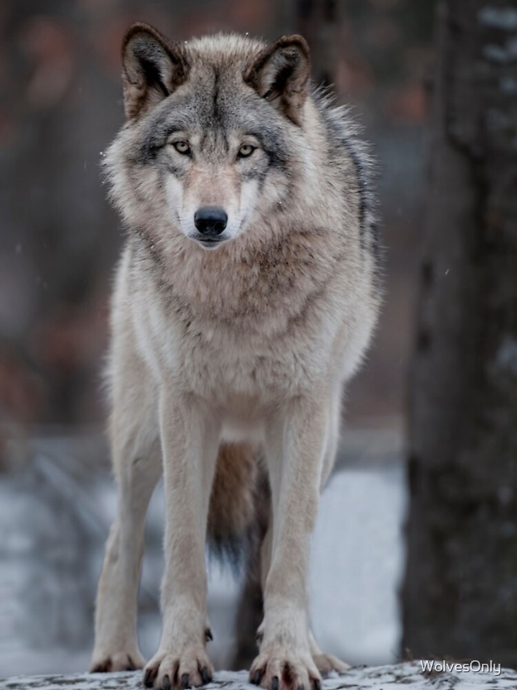 Thumbnail 4 of 4, iPhone Case, Timber Wolf designed and sold by WolvesOnly.