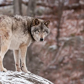 Imagen de la obra Timber Wolf de WolvesOnly