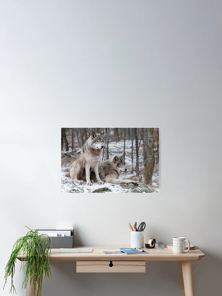 Thumbnail 2 of 3, Poster, Timber Wolves designed and sold by WolvesOnly.