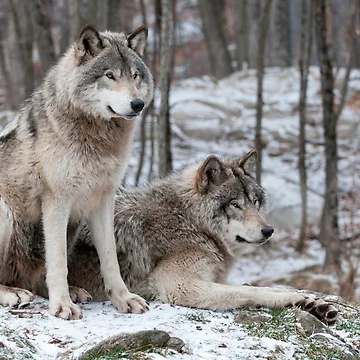 Artwork thumbnail, Timber Wolves by WolvesOnly