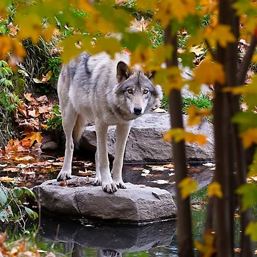 Vorschaubild zum Design Timber Wolf von WolvesOnly