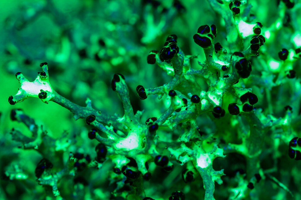 lichen glowing symbiosis redbubble