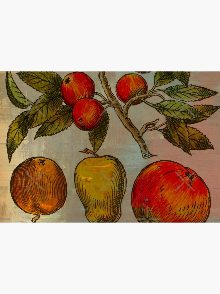 Botanical Print-Fruit Botanicals-Apples-Pears by Matlgirl