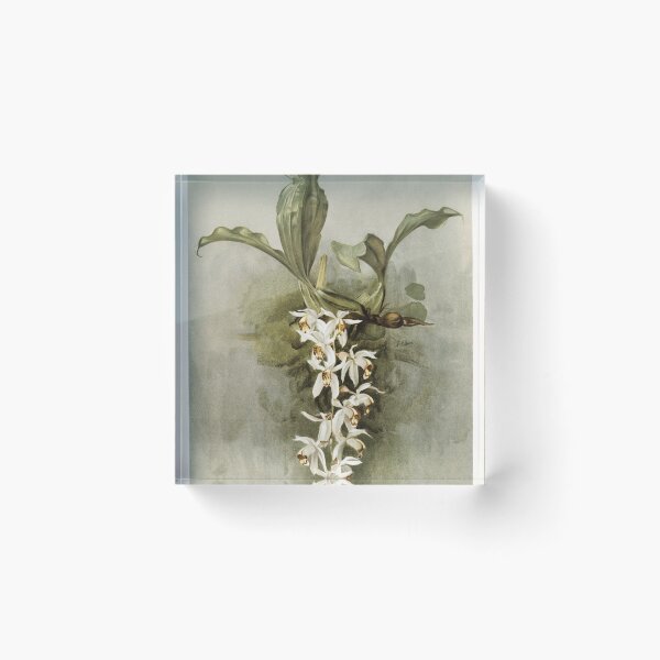 Item preview, Reichenbachia: Orchids Illustrated and Described designed and sold by EsotericBotanic.