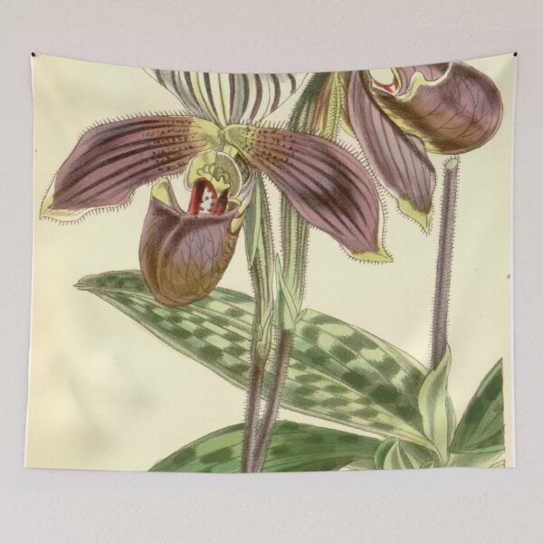Item preview, Paphiopedilum purpuratum (as Cypripedium purpuratum) Curtis' 82 (Ser. 3 no. 12) pl. 4901 (1856) designed and sold by EsotericBotanic.
