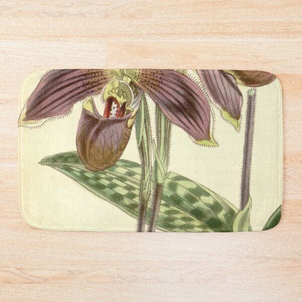 Item preview, Paphiopedilum purpuratum (as Cypripedium purpuratum) Curtis' 82 (Ser. 3 no. 12) pl. 4901 (1856) designed and sold by EsotericBotanic.