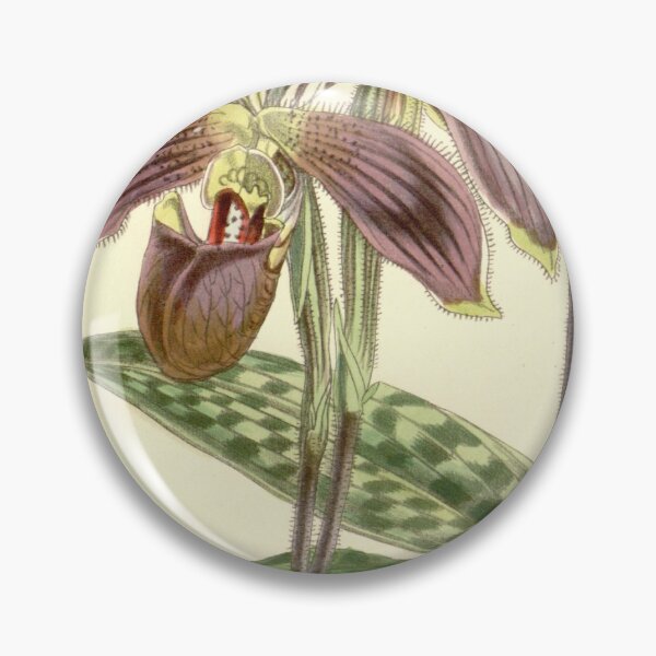 Item preview, Paphiopedilum purpuratum (as Cypripedium purpuratum) Curtis' 82 (Ser. 3 no. 12) pl. 4901 (1856) designed and sold by EsotericBotanic.