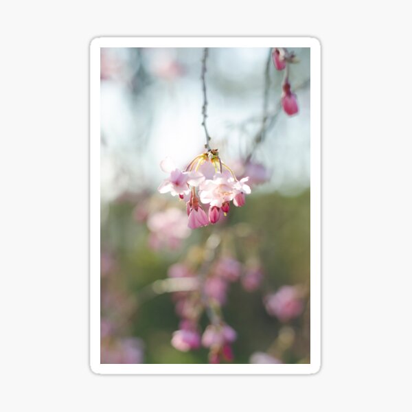 Spring's First Sakura  Sticker