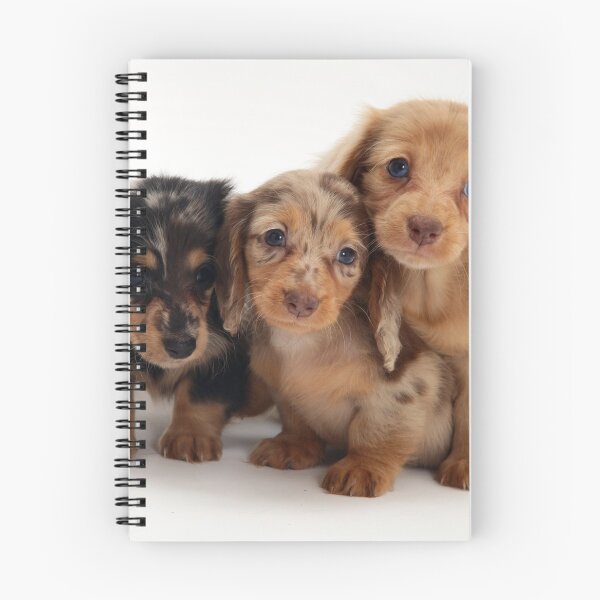 Item preview, Dachshund Puppies designed and sold by ScienceSource.