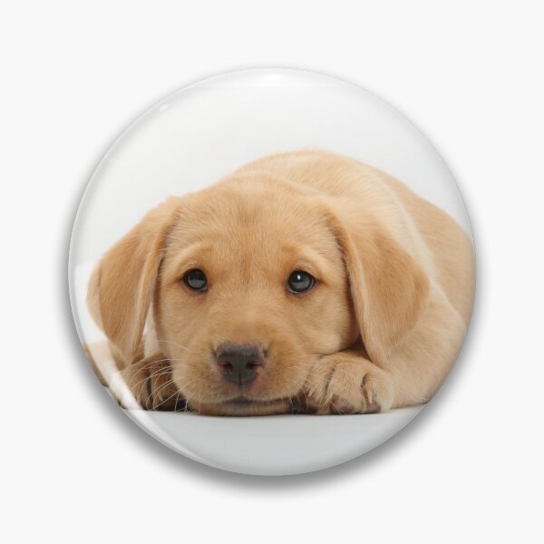 Item preview, Yellow Labrador Retriever Puppy designed and sold by ScienceSource.