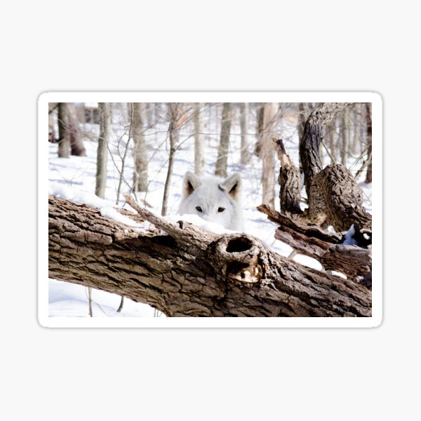 Winter's Wolf  Sticker