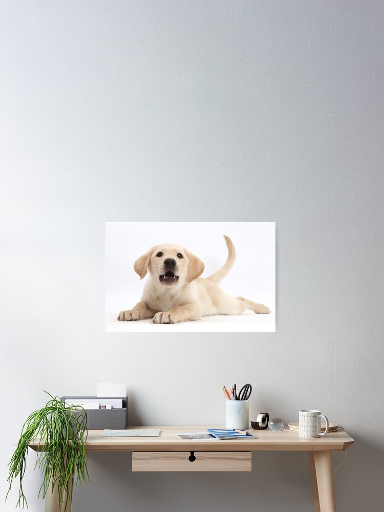 Thumbnail 2 of 3, Poster, Yellow Labrador Retriever Puppy designed and sold by ScienceSource.