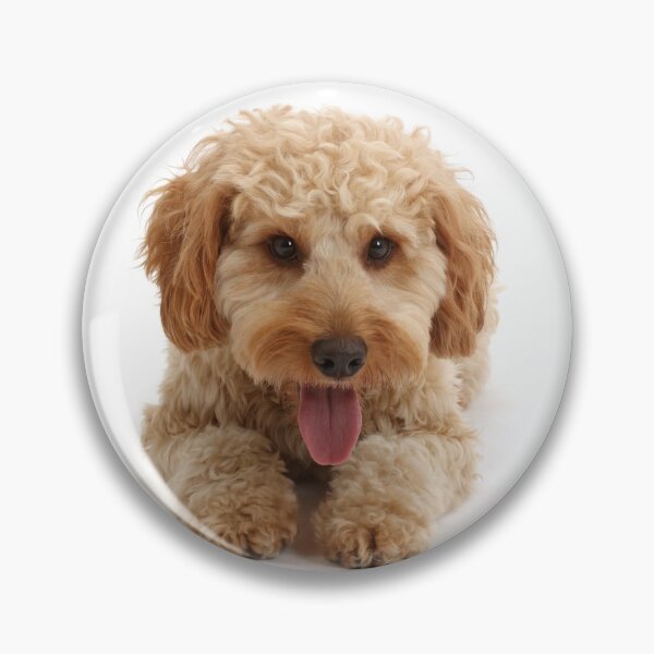 Artikelvorschau, Cockapoo Hund entworfen und verkauft von ScienceSource.