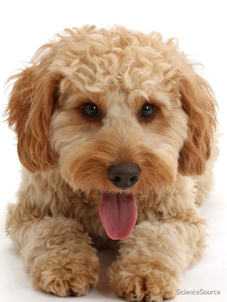Thumbnail 4 of 4, Samsung Galaxy Phone Case, Cockapoo Dog designed and sold by ScienceSource.