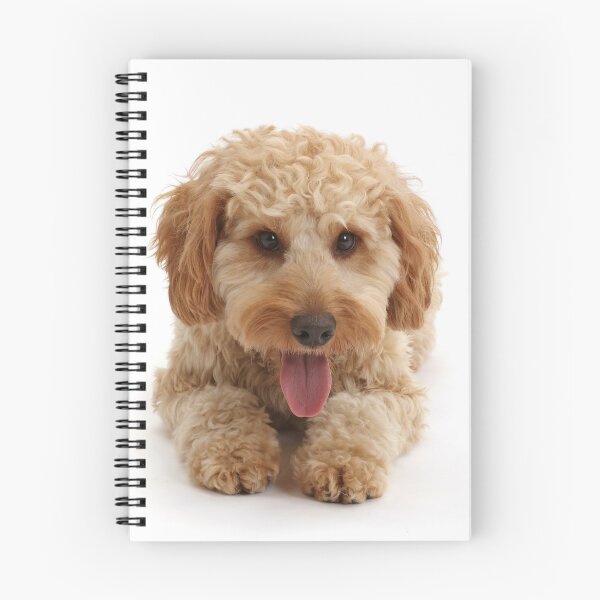 Aperçu de l'œuvre Chien Cockapoo créée et vendue par ScienceSource.
