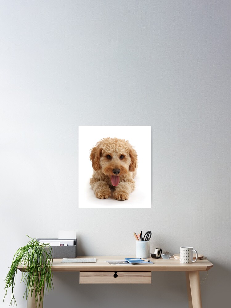 cockapoo stuff