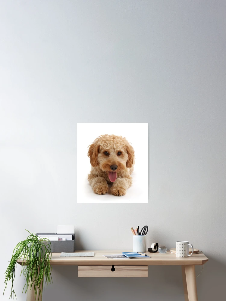 Aperçu 2 sur 3. Poster avec l'œuvre Chien Cockapoo créée et vendue par ScienceSource.