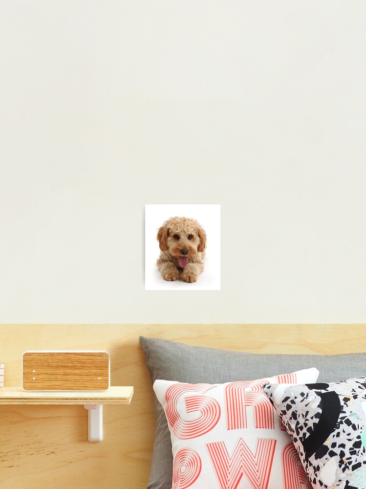 Thumbnail 2 of 3, Photographic Print, Cockapoo Dog designed and sold by ScienceSource.