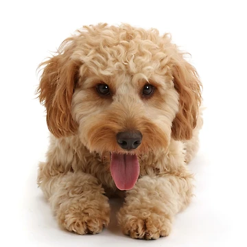 Artwork thumbnail, Cockapoo Dog by ScienceSource