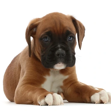 Artwork thumbnail, Boxer Puppy by ScienceSource