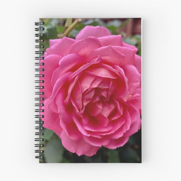Artikelvorschau, Pinke Rose entworfen und verkauft von Tizz07.