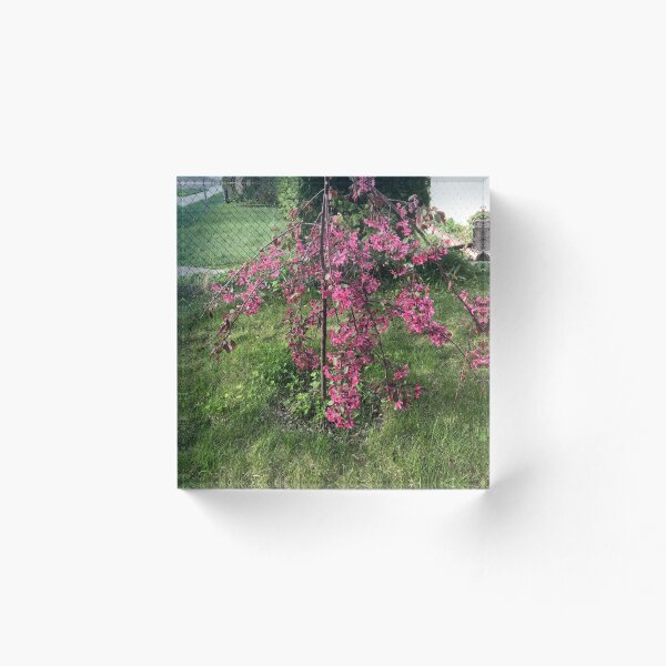 Item preview, Weeping Crabapple Tree designed and sold by true-life.