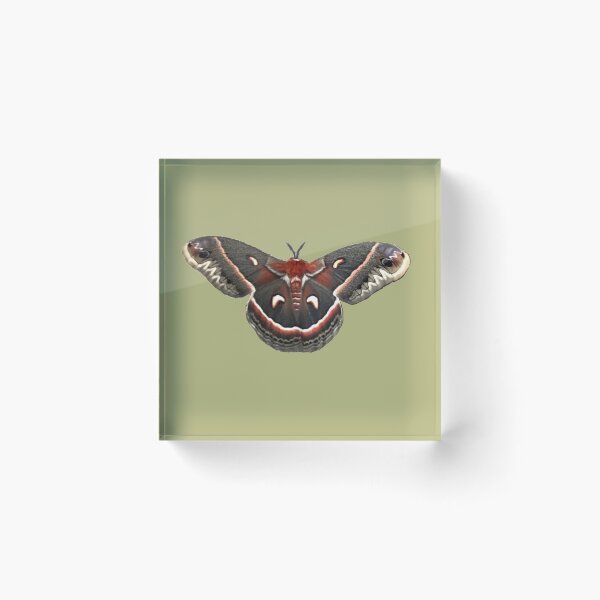 Item preview,  Beautiful Columbia Silk Moth designed and sold by Unboltingcat.