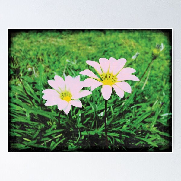 Item preview, Grunge two field daisies retro photo designed and sold by pignpix.