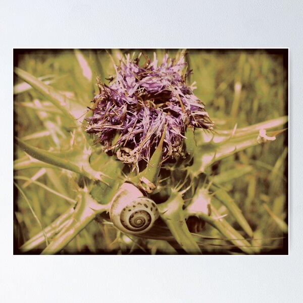 Item preview, Burned out flower and snail retro photo designed and sold by pignpix.