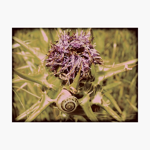 Artikelvorschau, Ausgebranntes Retro-Foto von Blume und Schnecke entworfen und verkauft von pignpix.
