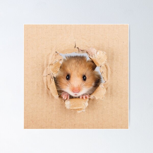 Item preview, Cute Hamster designed and sold by lollypopstore.