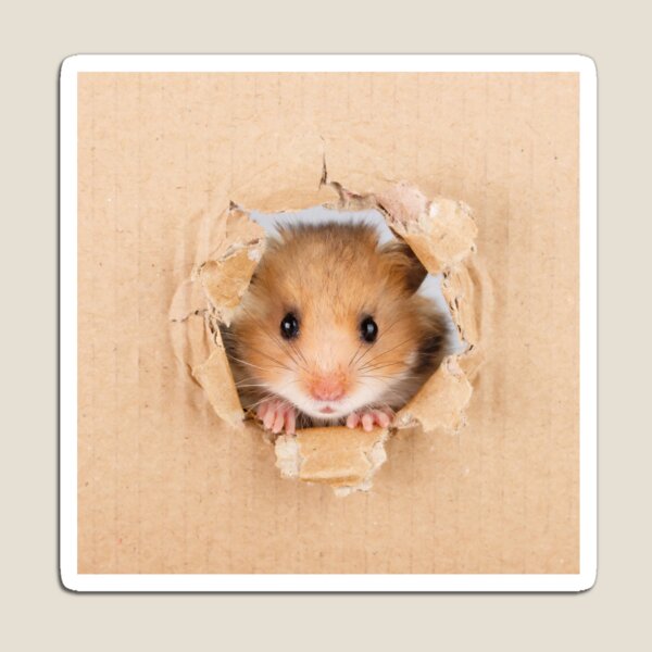 Item preview, Cute Hamster designed and sold by lollypopstore.