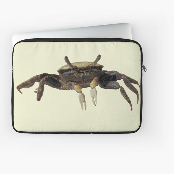 Aperçu de l'œuvre Crabe violoniste créée et vendue par designsasstultd.