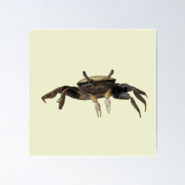 Item preview, Fiddler Crab designed and sold by designsasstultd.