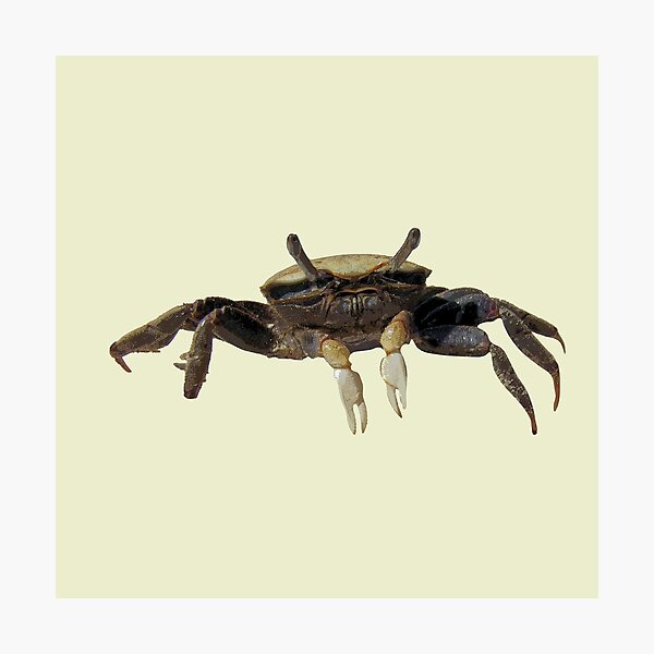 Item preview, Fiddler Crab designed and sold by designsasstultd.