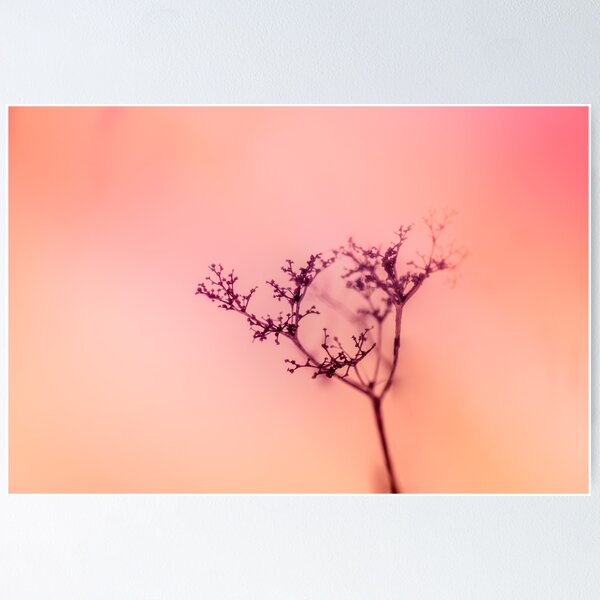 Item preview, Shadow of flowers and sunset photo designed and sold by Stéphane  Thirion.