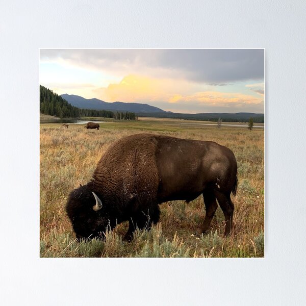 Item preview, Yellowstone Buffalo  designed and sold by sd749.
