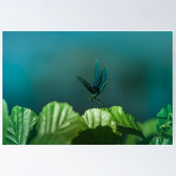 Item preview, Blue dragonfly on foliage along the river designed and sold by Stéphane  Thirion.
