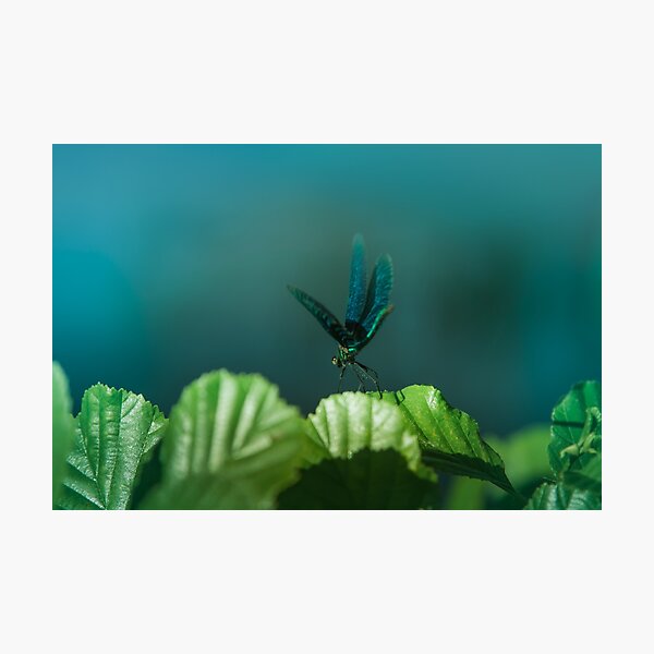 Item preview, Blue dragonfly on foliage along the river designed and sold by Stéphane  Thirion.
